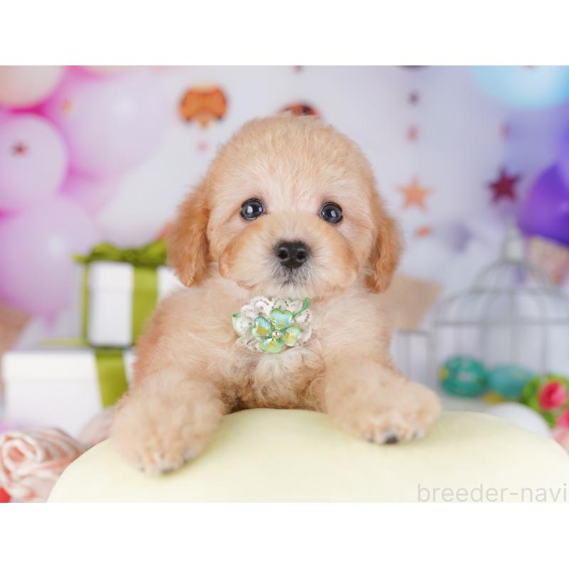 販売中の神奈川県のトイプードル-429440の12枚目