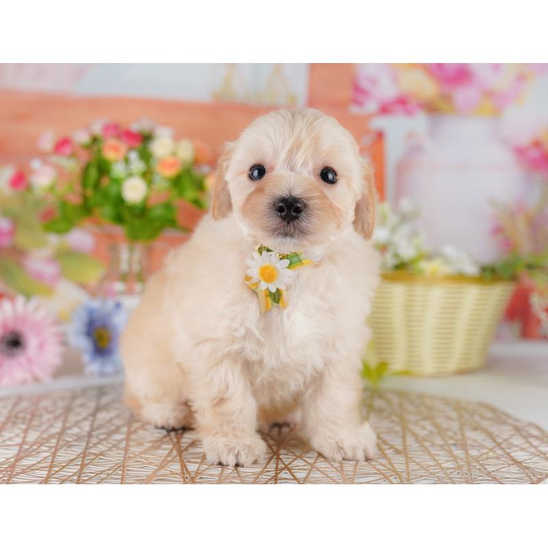 販売中の神奈川県のマルプー:マルチーズ×トイプードル-429441の16枚目