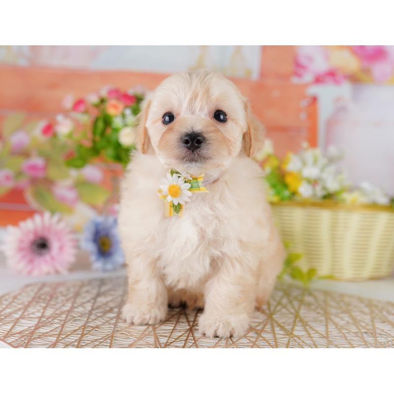 販売中の神奈川県のマルプー:マルチーズ×トイプードル-429441の15枚目