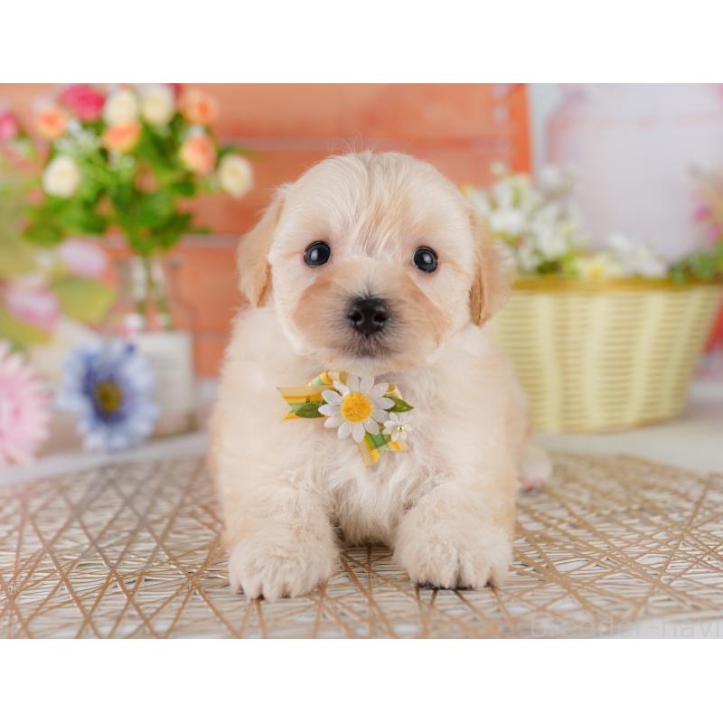 販売中の神奈川県のマルプー:マルチーズ×トイプードル-429441の14枚目