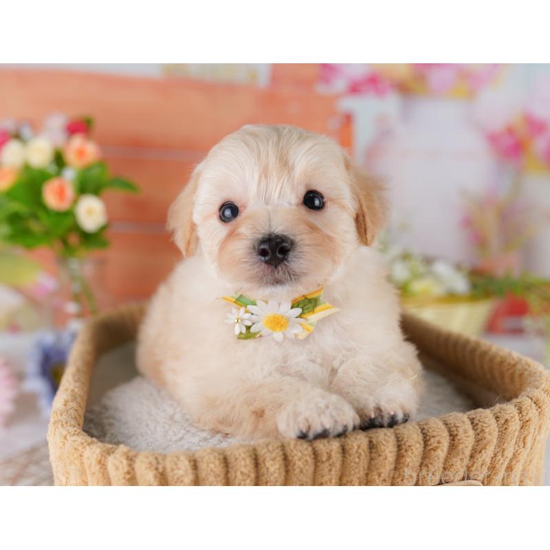 販売中の神奈川県のマルプー:マルチーズ×トイプードル-429441の13枚目