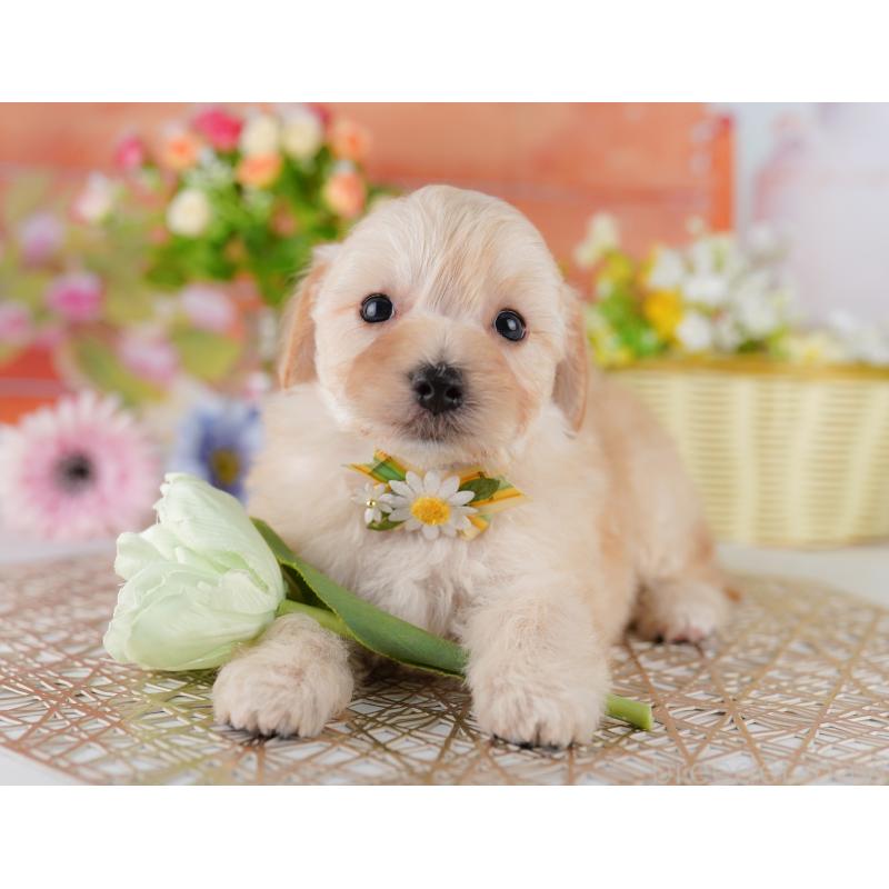 販売中の神奈川県のマルプー:マルチーズ×トイプードル-429441の12枚目