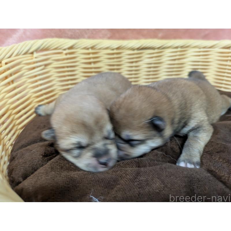 販売中の福岡県の柴犬-429443の3枚目