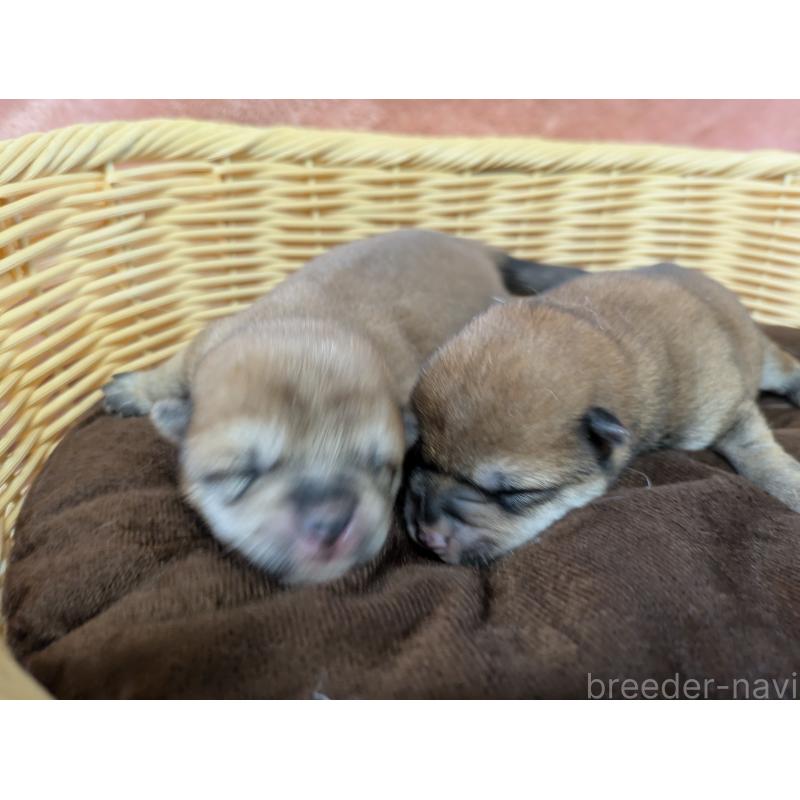 販売中の福岡県の柴犬-429443の2枚目