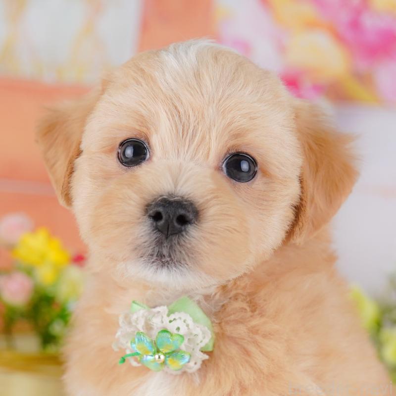 販売中の神奈川県のマルプー:マルチーズ×トイプードル-429442の1枚目