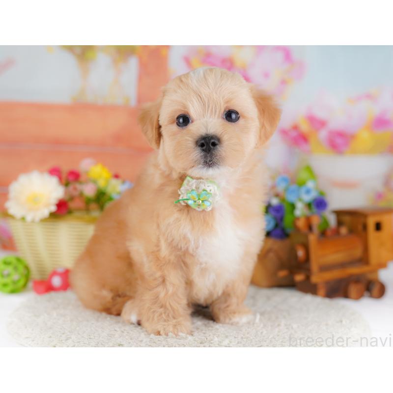 販売中の神奈川県のマルプー:マルチーズ×トイプードル-429442の16枚目