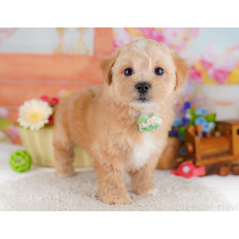 販売中の神奈川県のマルプー:マルチーズ×トイプードル-429442の15枚目