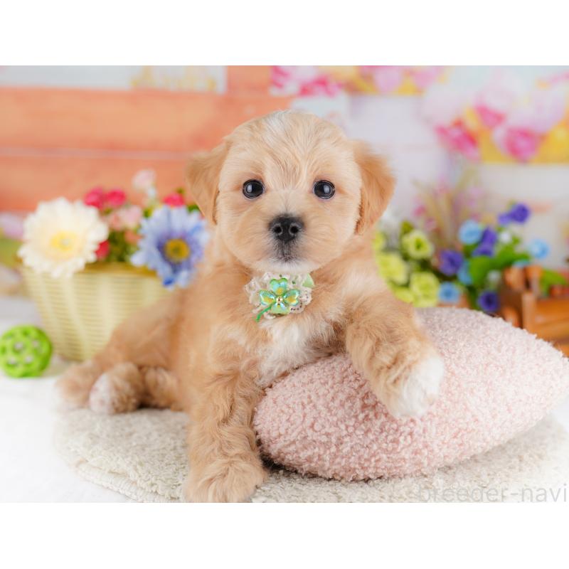 販売中の神奈川県のマルプー:マルチーズ×トイプードル-429442の14枚目