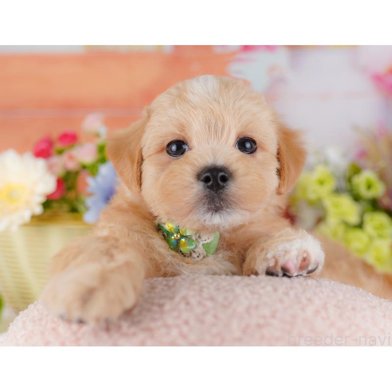 販売中の神奈川県のマルプー:マルチーズ×トイプードル-429442の13枚目