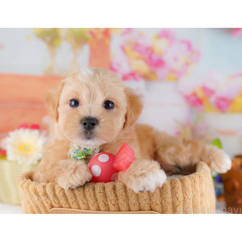 販売中の神奈川県のマルプー:マルチーズ×トイプードル-429442の12枚目