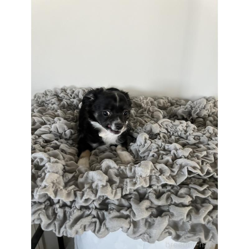 商談中の岡山県のチワワ(ロングコート)-421786の2枚目