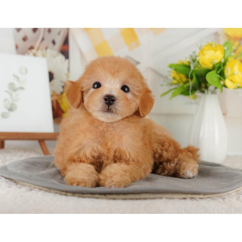 販売中の神奈川県のトイプードル-429444の16枚目