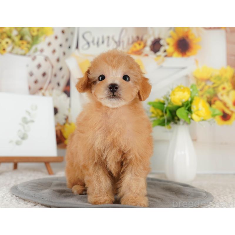 販売中の神奈川県のトイプードル-429444の15枚目