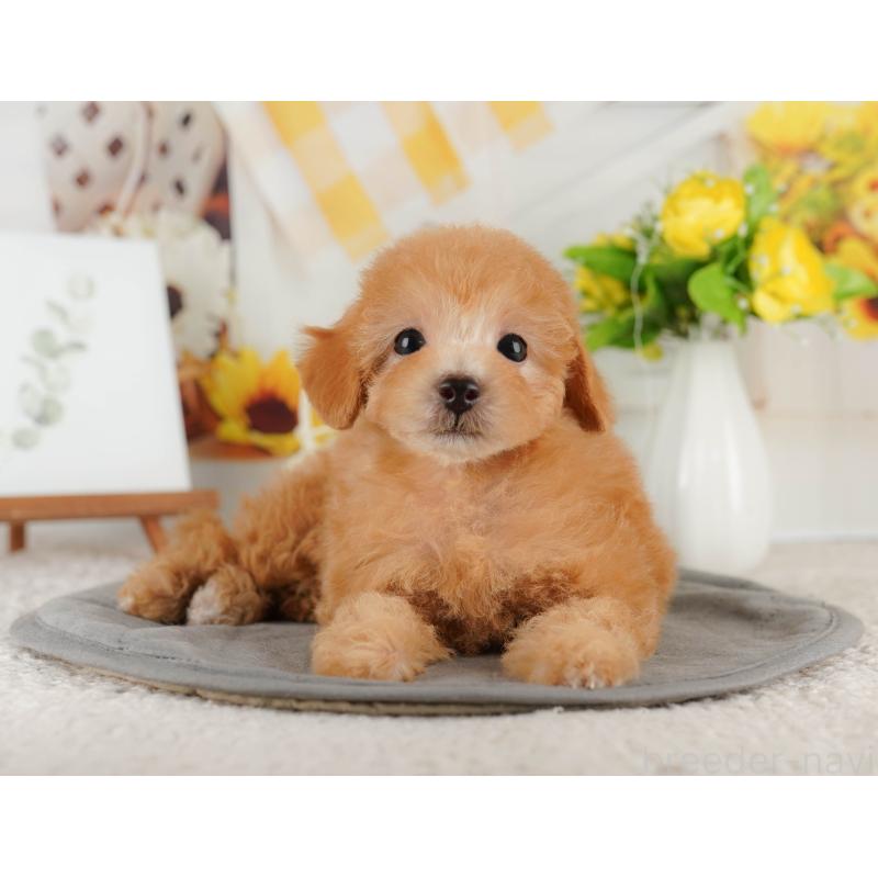 販売中の神奈川県のトイプードル-429444の14枚目