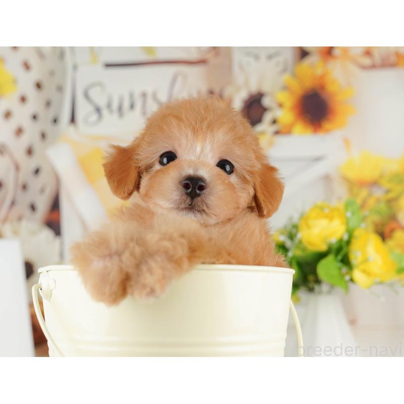 販売中の神奈川県のトイプードル-429444の13枚目