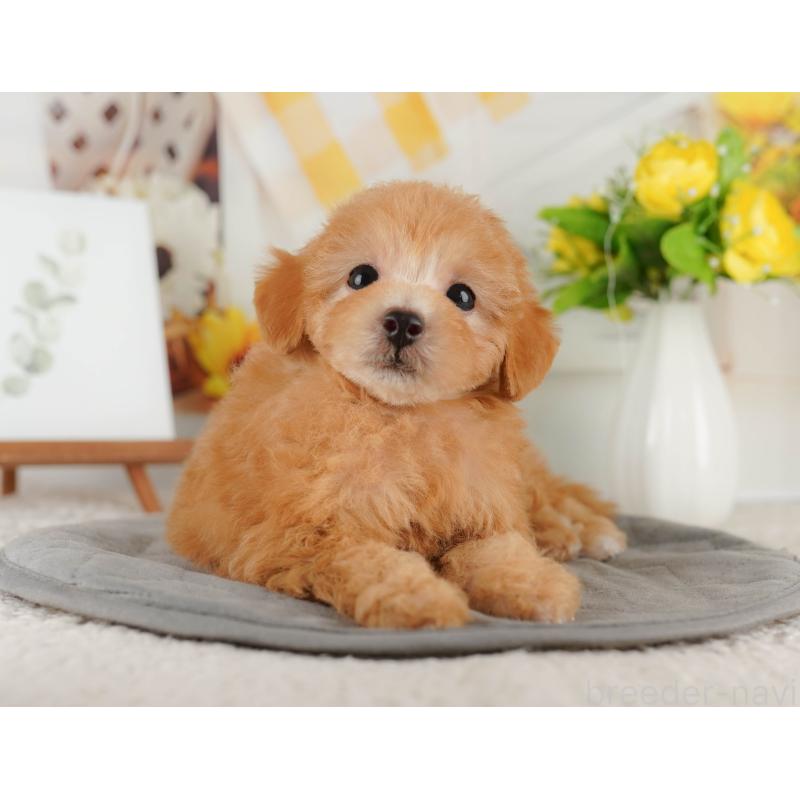 販売中の神奈川県のトイプードル-429444の12枚目