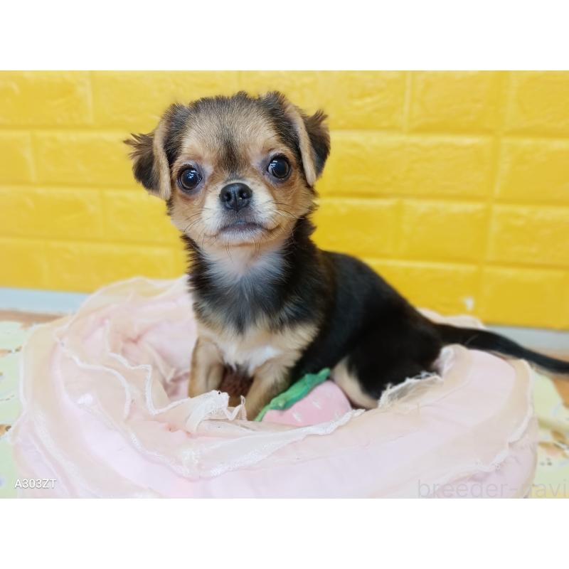 成約済の千葉県のチワワ(ロングコート)-419090の7枚目