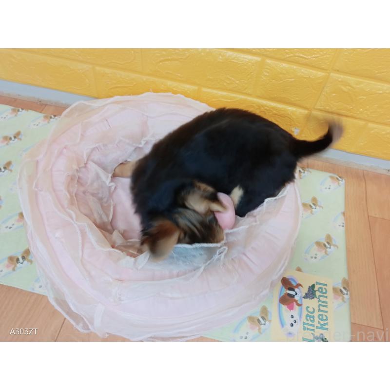 成約済の千葉県のチワワ(ロングコート)-419090の4枚目