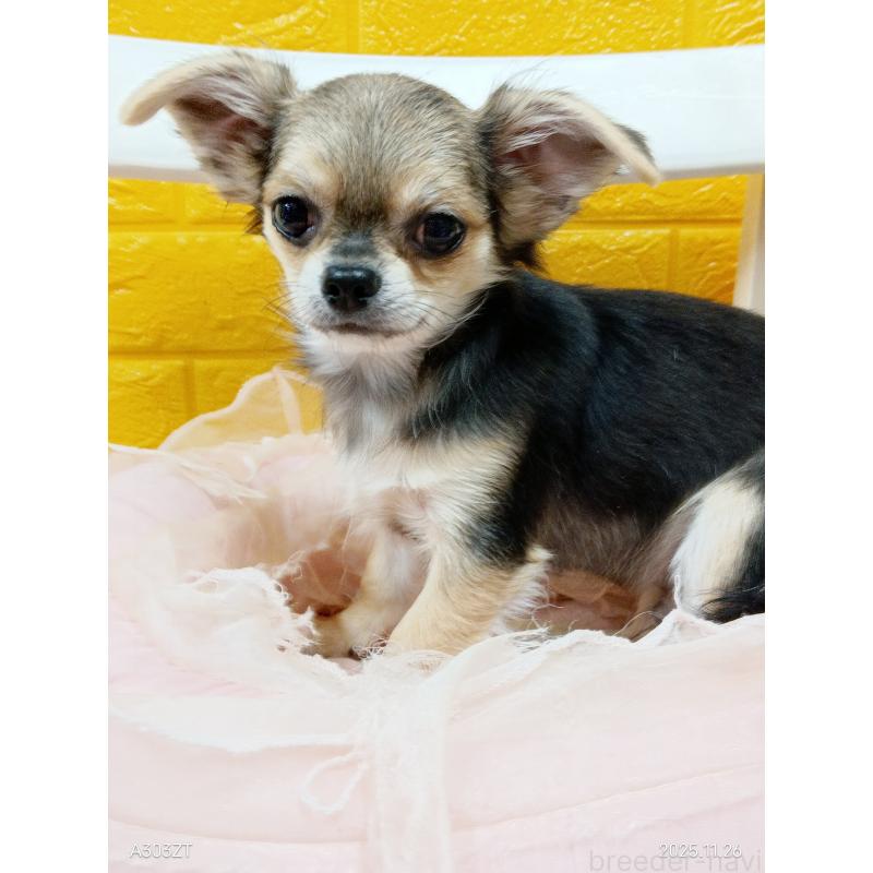 販売中の千葉県のチワワ(ロングコート)-419092の40枚目