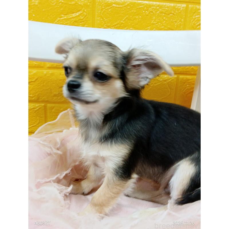 販売中の千葉県のチワワ(ロングコート)-419092の38枚目