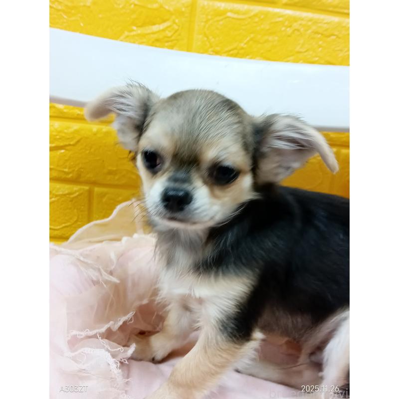 販売中の千葉県のチワワ(ロングコート)-419092の37枚目