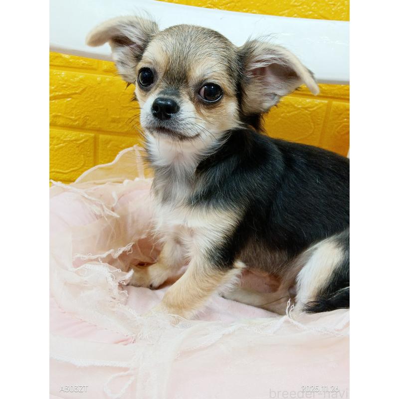 販売中の千葉県のチワワ(ロングコート)-419092の36枚目