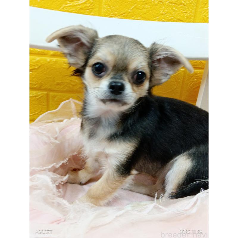 販売中の千葉県のチワワ(ロングコート)-419092の34枚目