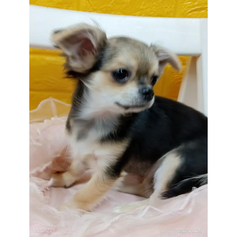 販売中の千葉県のチワワ(ロングコート)-419092の33枚目