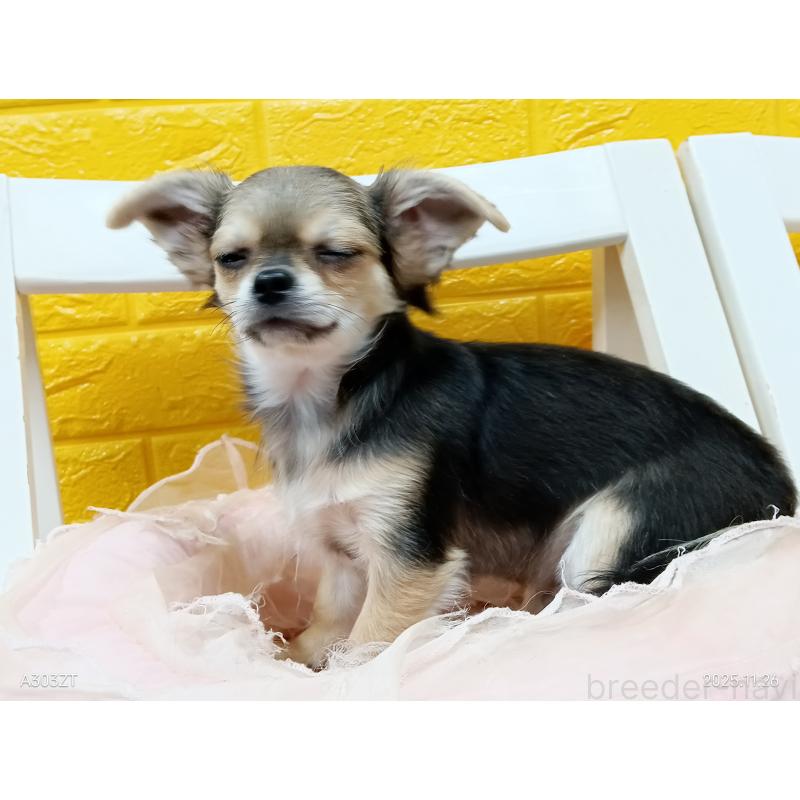 販売中の千葉県のチワワ(ロングコート)-419092の32枚目