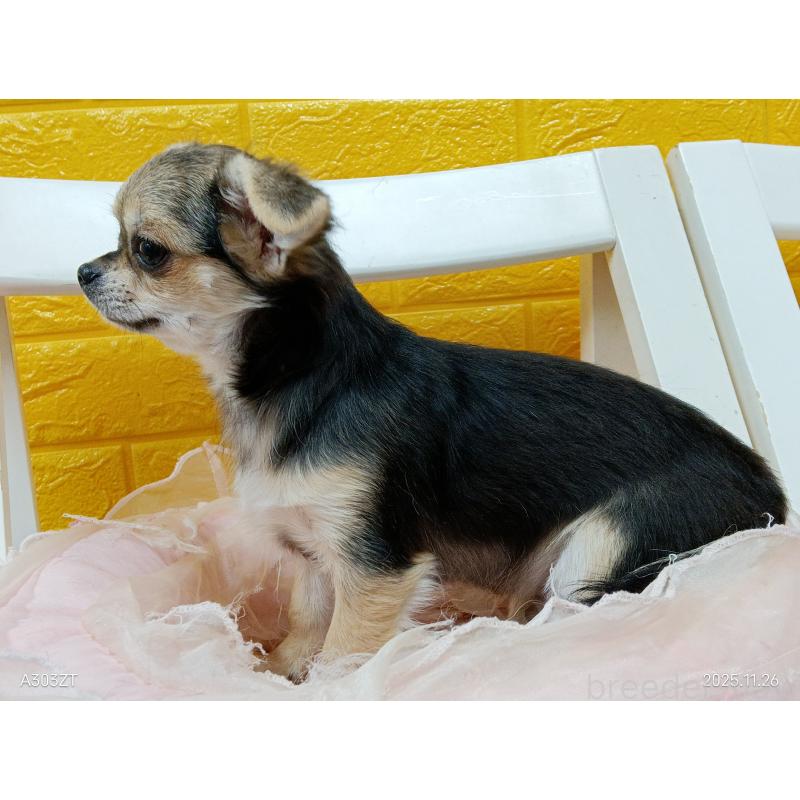 販売中の千葉県のチワワ(ロングコート)-419092の31枚目