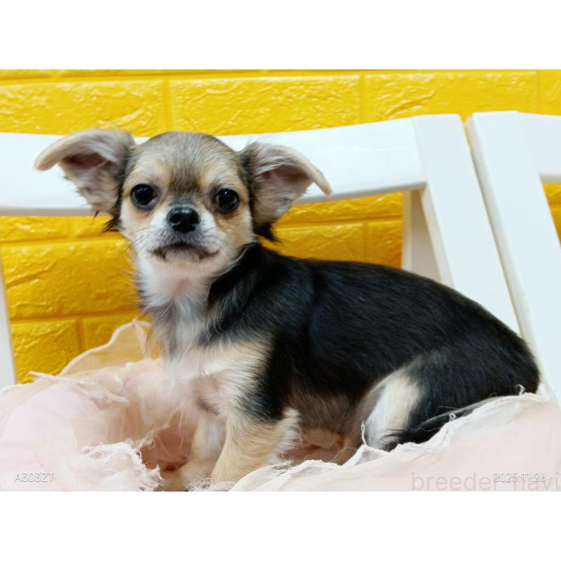 販売中の千葉県のチワワ(ロングコート)-419092の30枚目