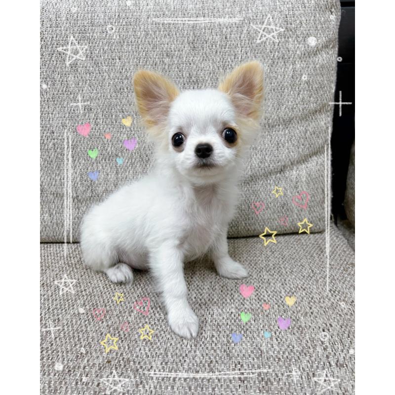 販売中の東京都のチワワ(ロングコート)-420140の4枚目