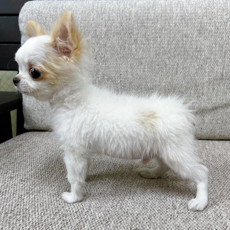 販売中の東京都のチワワ(ロングコート)-420140の3枚目