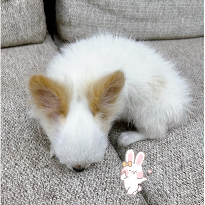 販売中の東京都のチワワ(ロングコート)-420140の2枚目