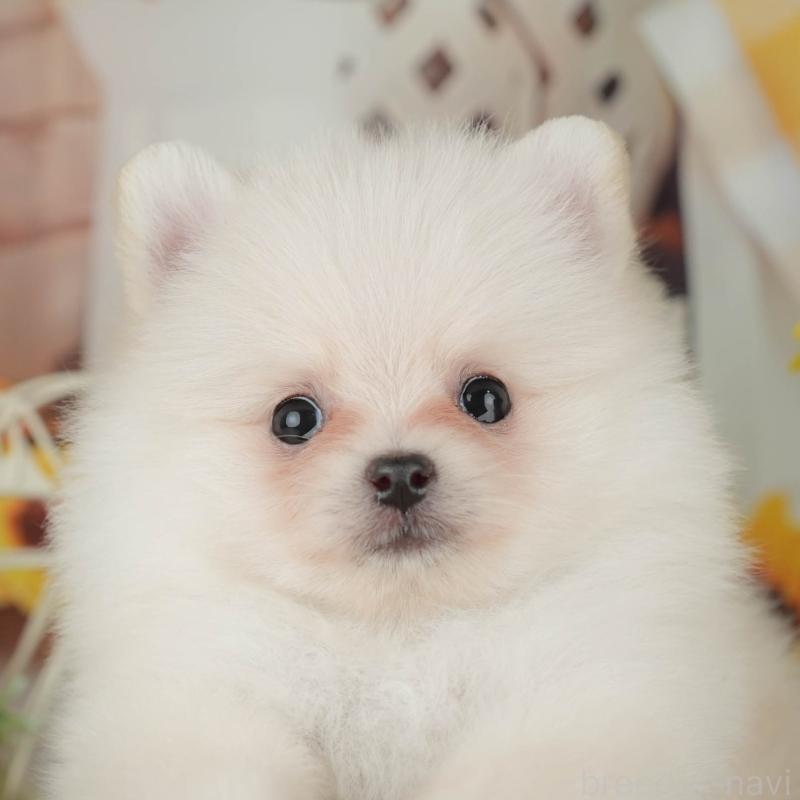 販売中の神奈川県のポメラニアン-429445の1枚目