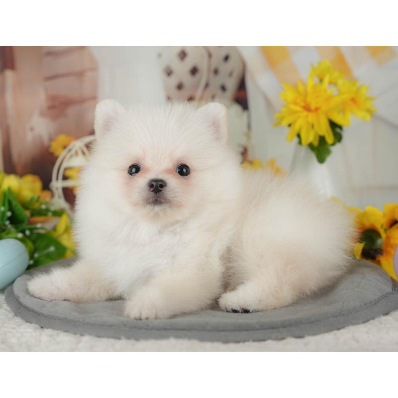 販売中の神奈川県のポメラニアン-429445の16枚目