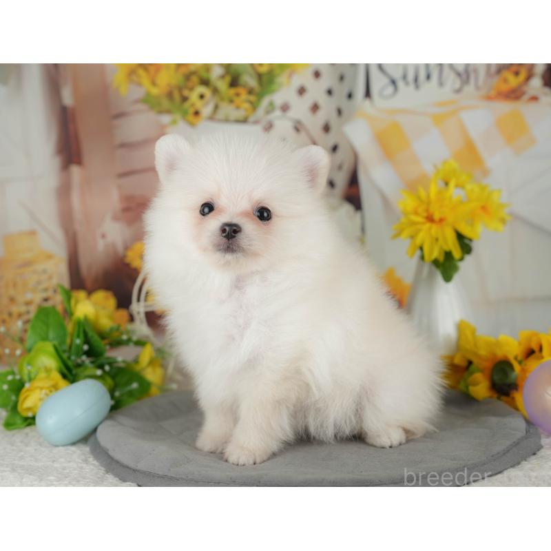 販売中の神奈川県のポメラニアン-429445の15枚目