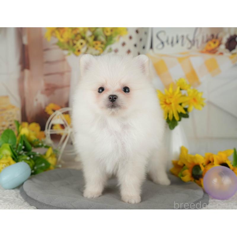 販売中の神奈川県のポメラニアン-429445の14枚目