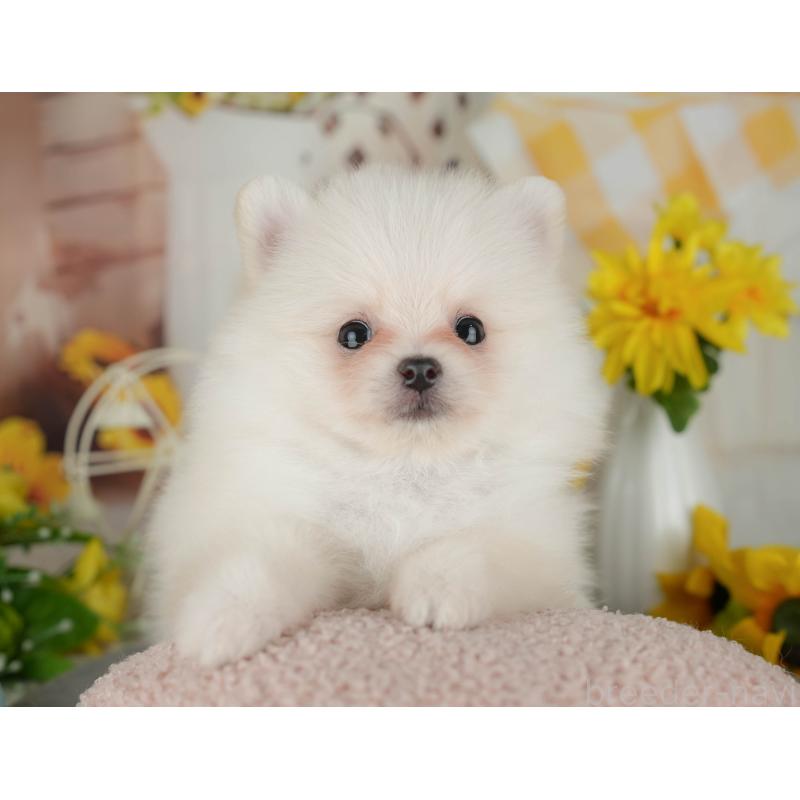 販売中の神奈川県のポメラニアン-429445の13枚目