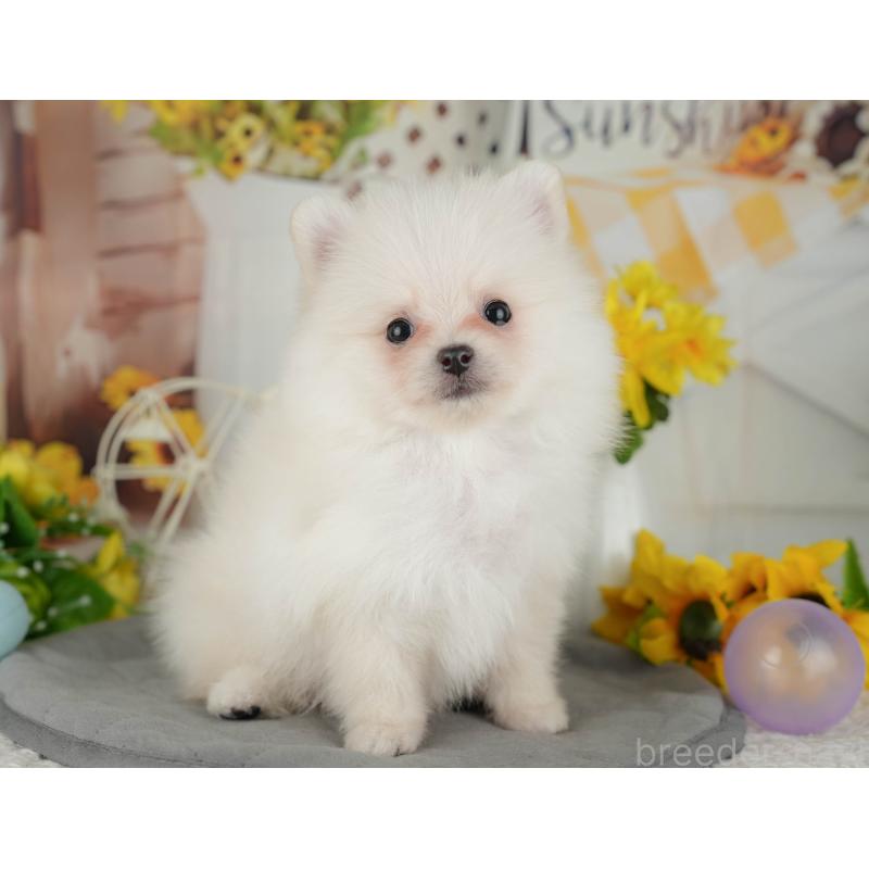 販売中の神奈川県のポメラニアン-429445の12枚目