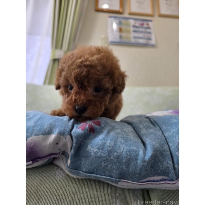 販売中の埼玉県のティーカッププードル-429446の15枚目