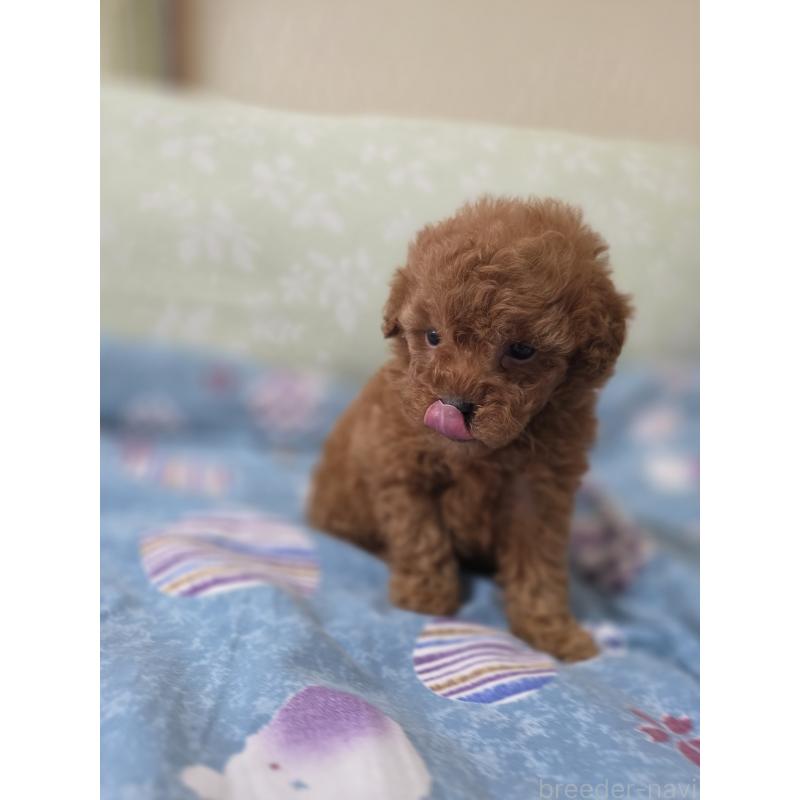 販売中の埼玉県のティーカッププードル-429446の13枚目