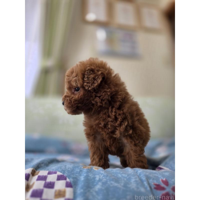 販売中の埼玉県のティーカッププードル-429446の12枚目