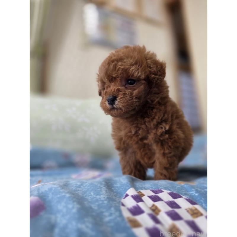 販売中の埼玉県のティーカッププードル-429446の11枚目