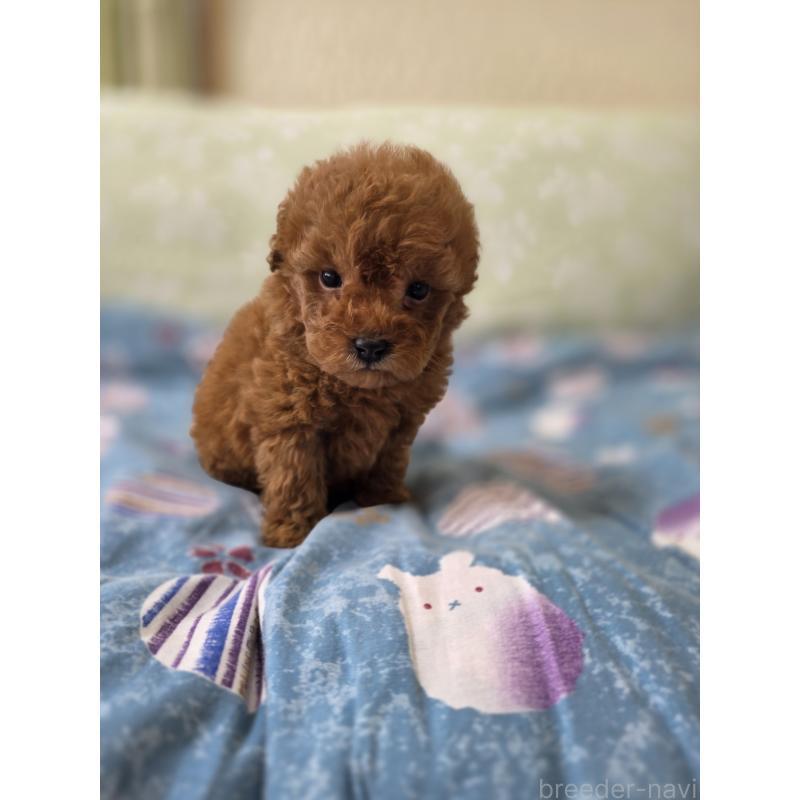 販売中の埼玉県のティーカッププードル-429446の10枚目