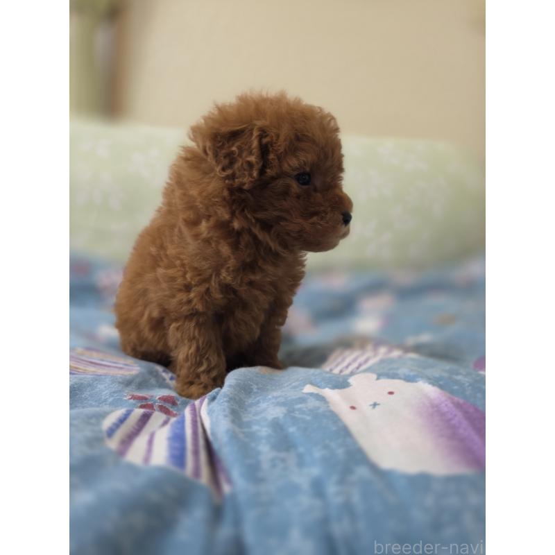 販売中の埼玉県のティーカッププードル-429446の9枚目