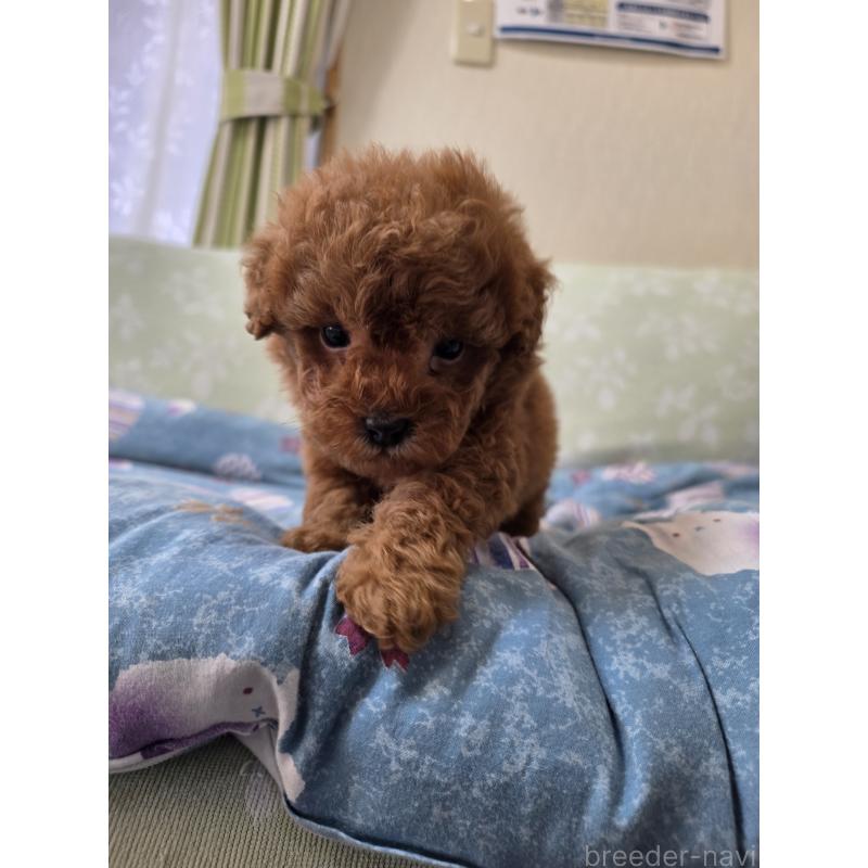 販売中の埼玉県のティーカッププードル-429446の8枚目