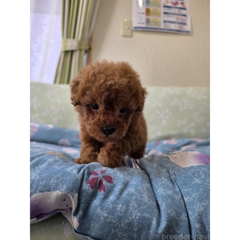 販売中の埼玉県のティーカッププードル-429446の7枚目