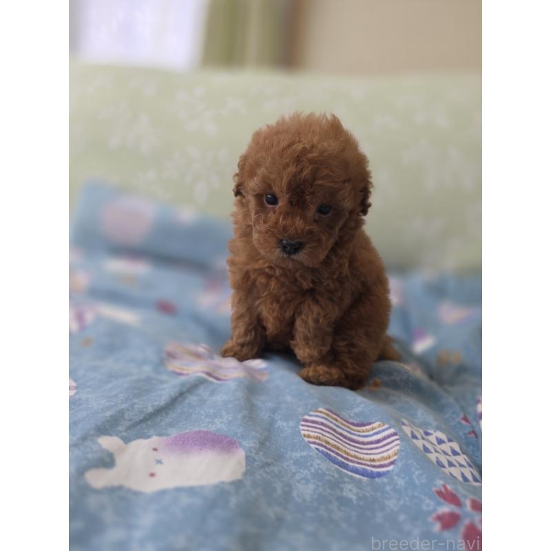 販売中の埼玉県のティーカッププードル-429446の6枚目