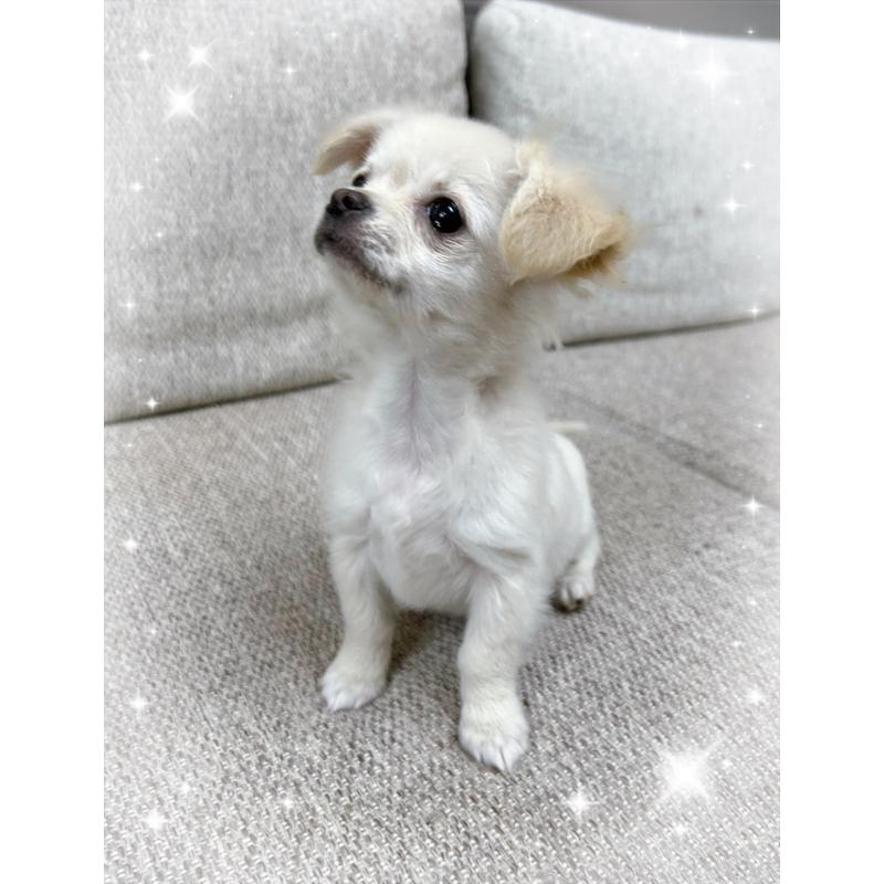 販売中の東京都のチワワ(ロングコート)-420137の5枚目